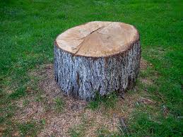Best Tree Planting  in Riverside, MD