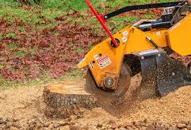 How Our Tree Care Process Works  in  Riverside, MD