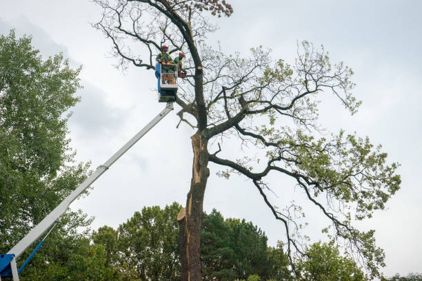 Best Tree Preservation Services  in Riverside, MD