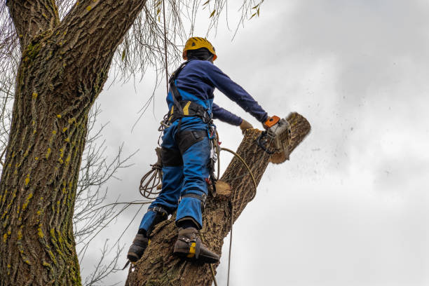 Best Stump Grinding and Removal  in Riverside, MD