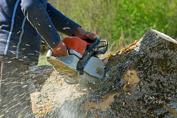 Best Aeration Services  in Riverside, MD