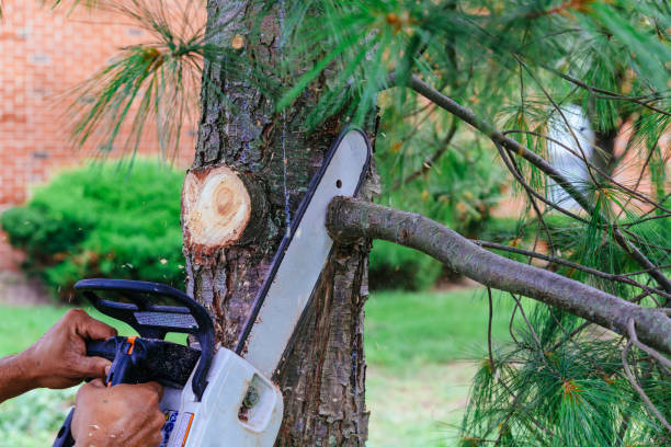Best Tree Risk Assessment  in Riverside, MD